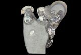 Gorgeous, Tall Iridescent Ammonite Cluster - Russia #78535-1